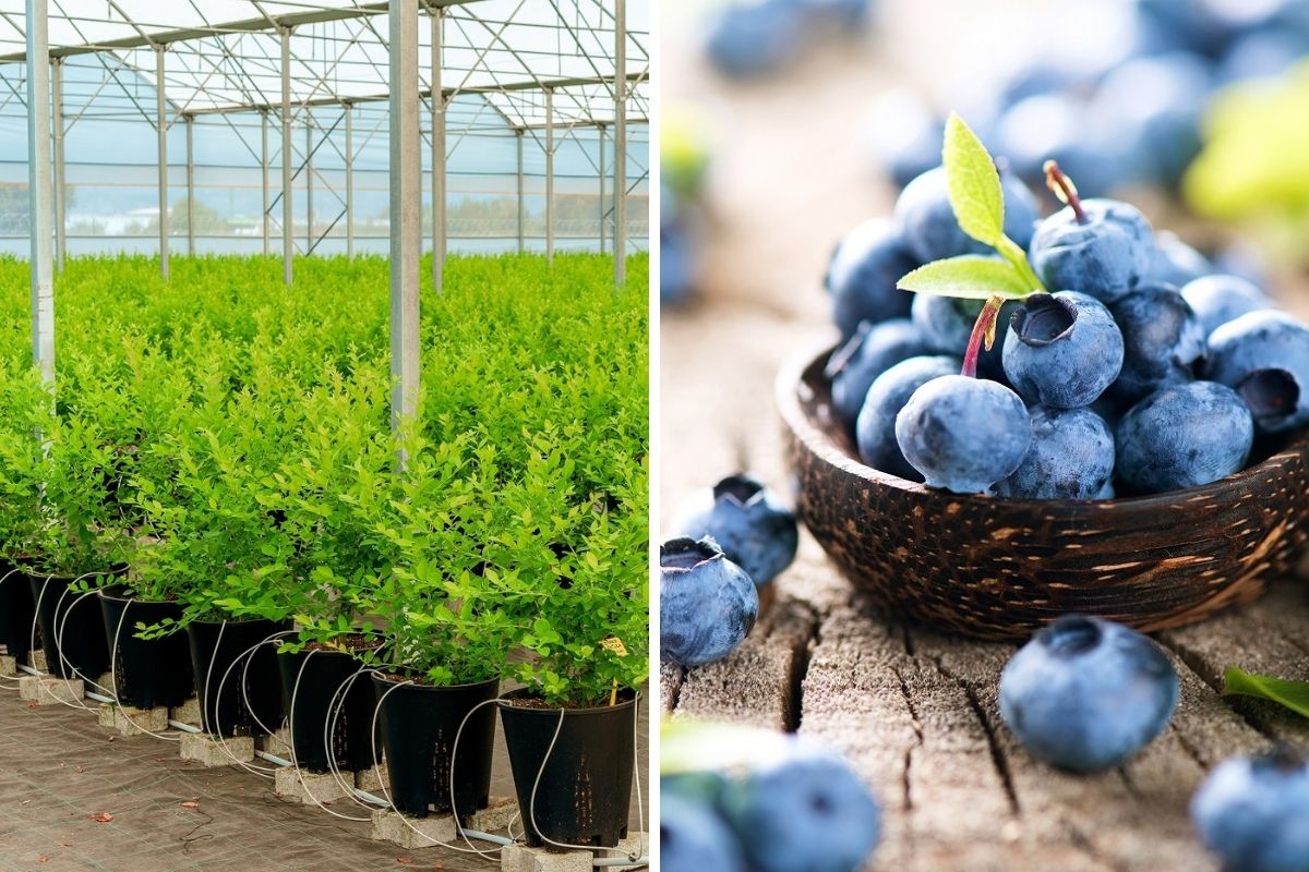 Blueberry meyvesi ile sağlık ve lezzet bir arada